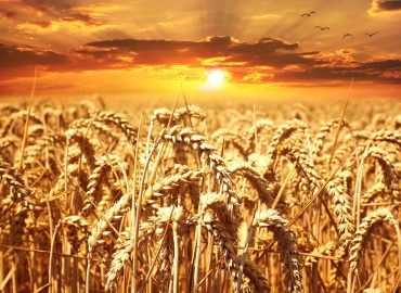 wheat-field-wheat-cereals-grain-39015